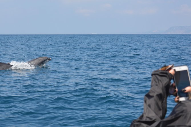 Sesimbra: Arrábida Dolphin and Whale Watching tour with biologist - Wine, Moscatel, and Storytelling: The Culture Bits That Actually Feel Enjoyable