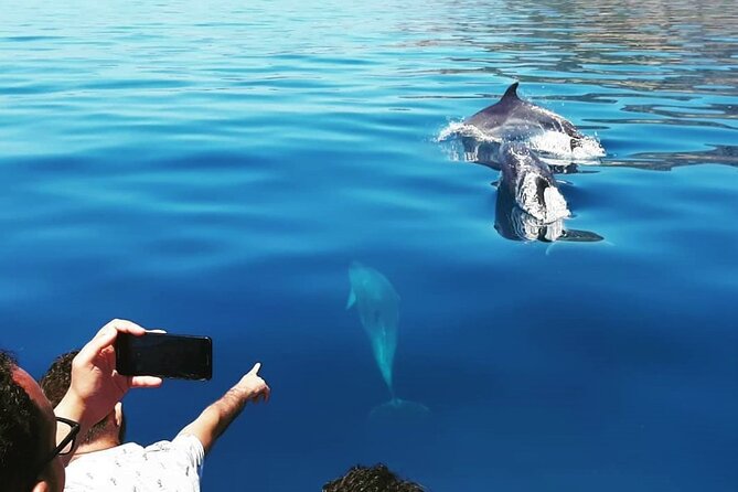 Sesimbra: Arrábida Dolphin and Whale Watching tour with biologist - The Morning at Sesimbra Marina: Check-In, Comfort Extras, and the Pace