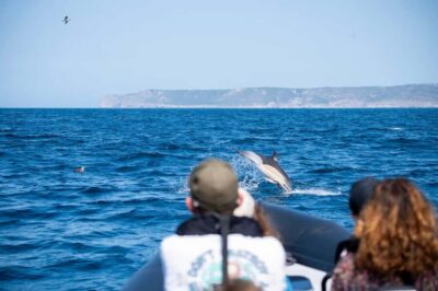 Sesimbra: Arrábida Dolphin and Whale Watching with Biologist - The $64 question: is this tour good value for 3 hours?