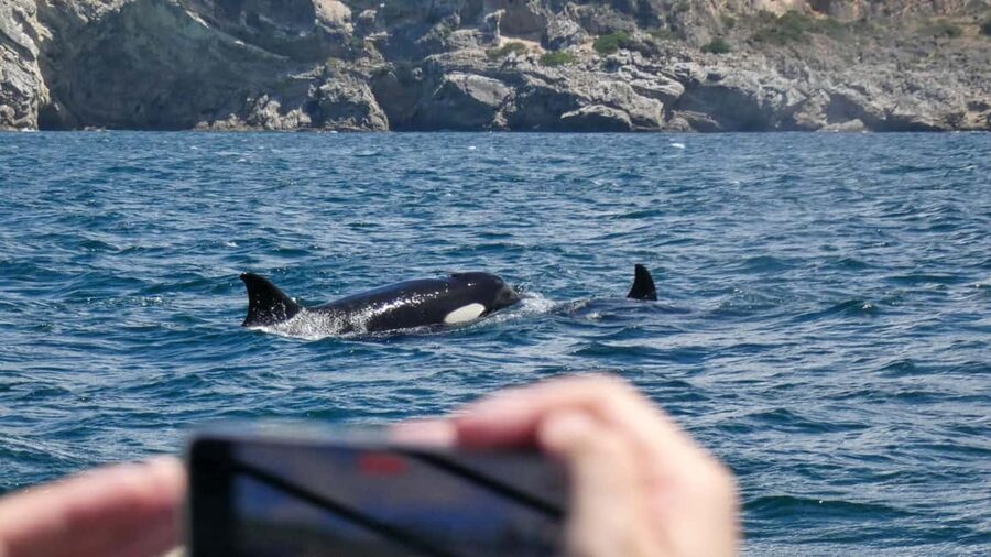 Sesimbra: Arrábida Dolphin Watching Boat Tour with Biologist - Key things that make this tour worth your time