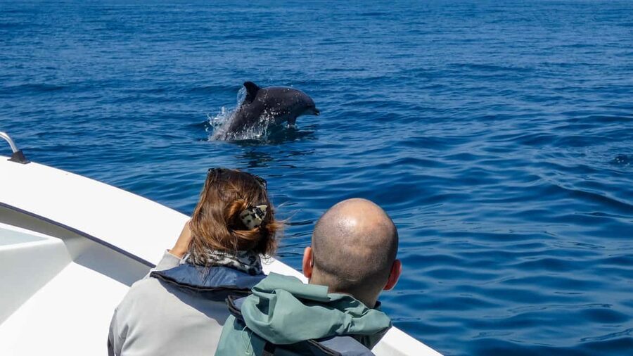 Sesimbra: Arrábida Dolphin Watching Boat Tour with Biologist - Who this tour suits best (and who might reconsider)