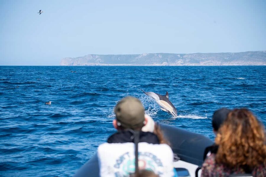 Sesimbra: Arrábida Dolphin Watching Boat Tour with Biologist - Arrábida Natural Park from Sesimbra: the setting that does half the work
