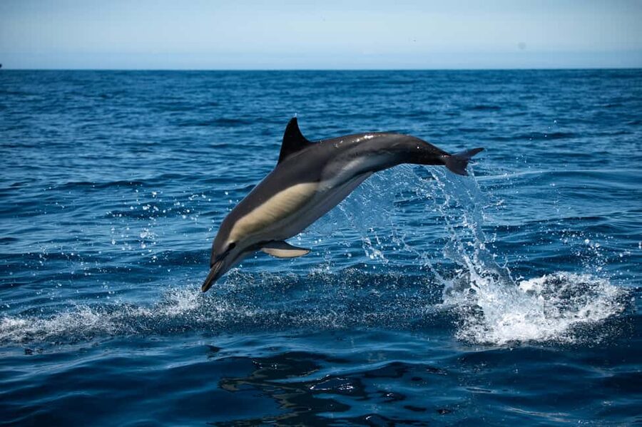 Sesimbra: Arrábida Dolphin Watching Boat Tour with Biologist - The marine biologist on board: how the trip turns into real understanding