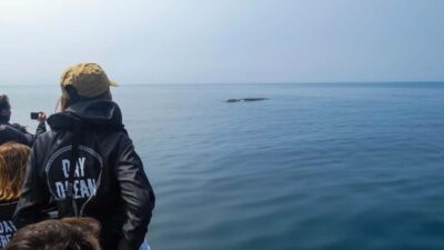 Sesimbra: Arrábida Dolphin Watching Boat Tour with Biologist - Where you meet the boat at ESPADARTE pier (and what to do before you go)