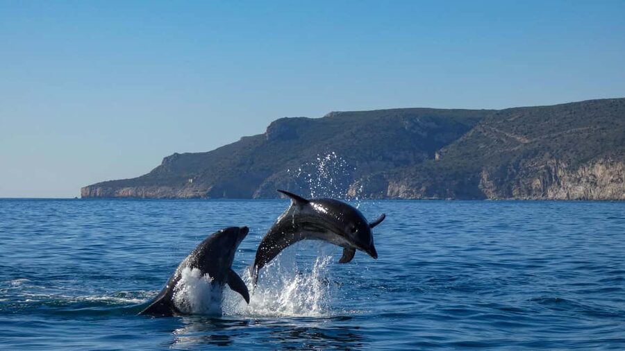 Sesimbra: Arrábida Dolphin Watching Boat Tour with Biologist - Wildlife time: dolphins, whales (sometimes), and the birds that steal scenes