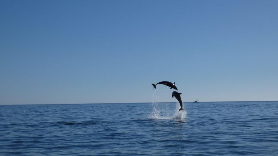 Sesimbra: Arrábida Dolphin Watching Boat Tour with Biologist - The cruise stops that make the day feel balanced (not just a long ride)