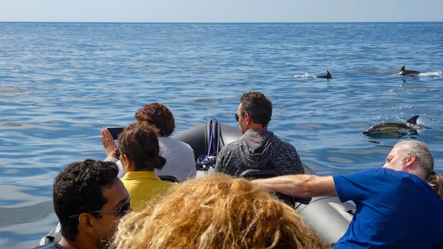 Sesimbra: Arrábida Dolphin Watching Boat Tour with Biologist - What the ride feels like: small-boat advantage and a calm, respectful approach