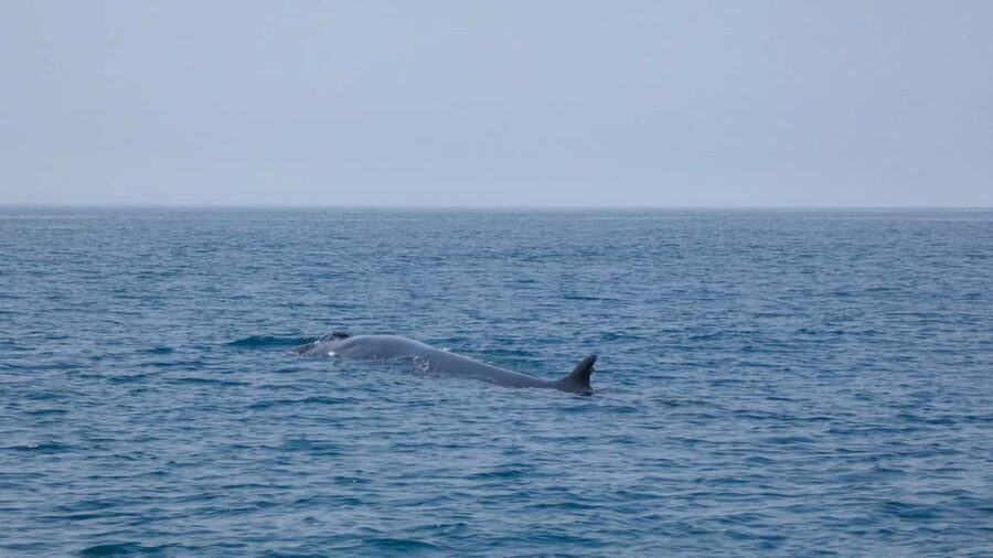 Sesimbra: Arrábida Dolphin Watching Boat Tour with Biologist - Price and value: is $63 worth it?