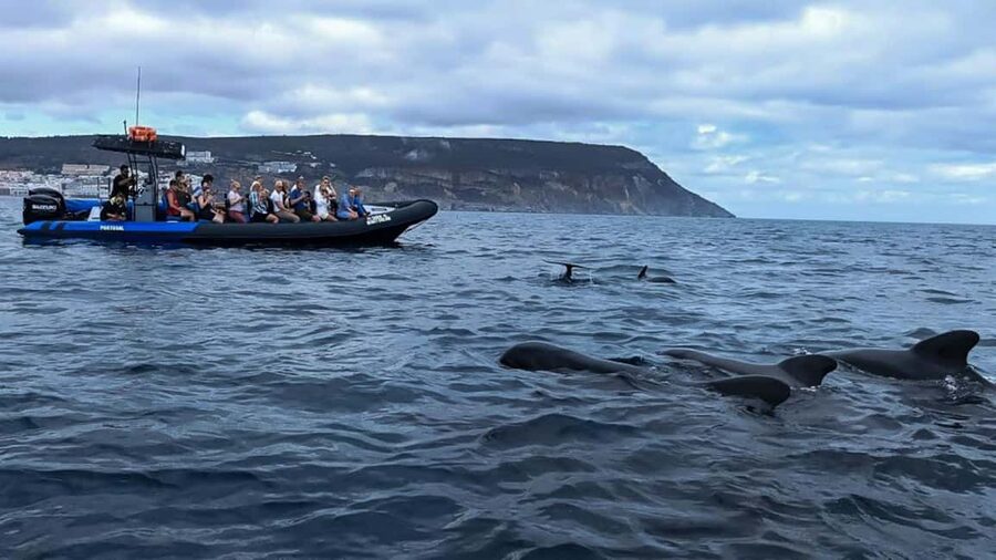 Sesimbra: Arrábida Dolphin Watching Boat Tour with Biologist - What to bring and how to dress for a smoother outing