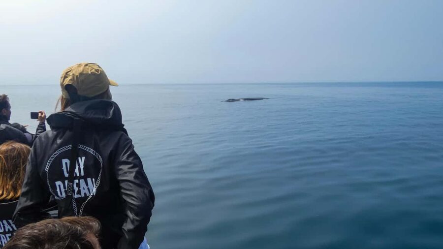 Sesimbra: Arrábida Dolphin Watching Boat Tour with Biologist - Where you meet the boat at ESPADARTE pier (and what to do before you go)