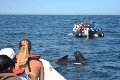 Sesimbra: Dolphin and Whales Watching with Biologist Guide - Arrábida UNESCO Biosphere Reserve: why the setting matters