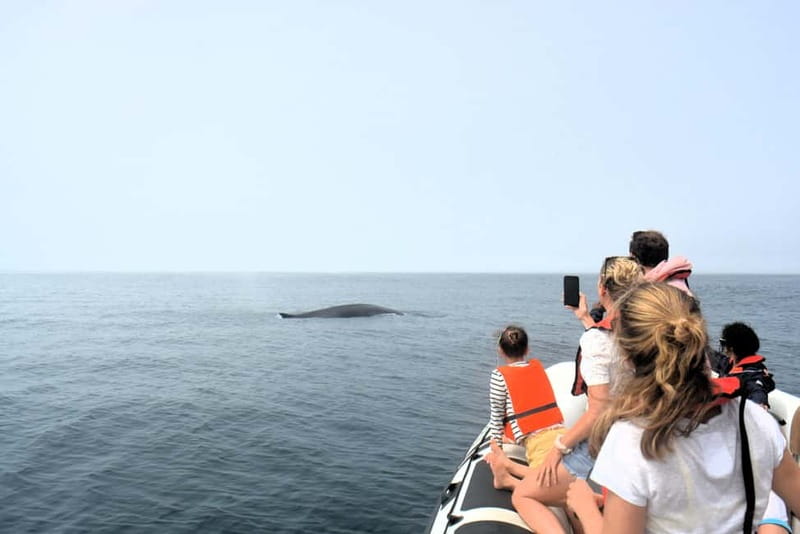 Sesimbra: Dolphin and Whales Watching with Biologist Guide - Price and value: what $64 buys you in real terms
