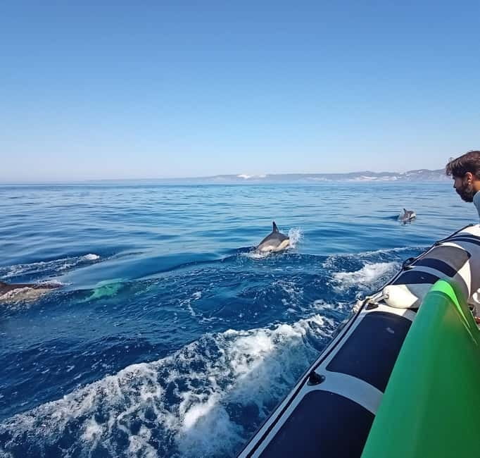 Sesimbra: Dolphin and Whales Watching with Biologist Guide - Timing, group size, and the logistics that can make or break comfort