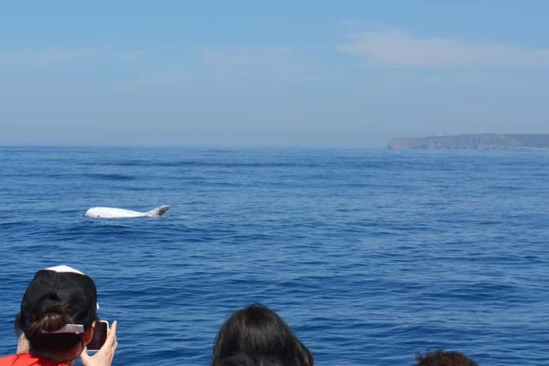 Sesimbra: Dolphin Watching Boat Tour with Biologist Guide - What the biologist guide actually teaches you at sea