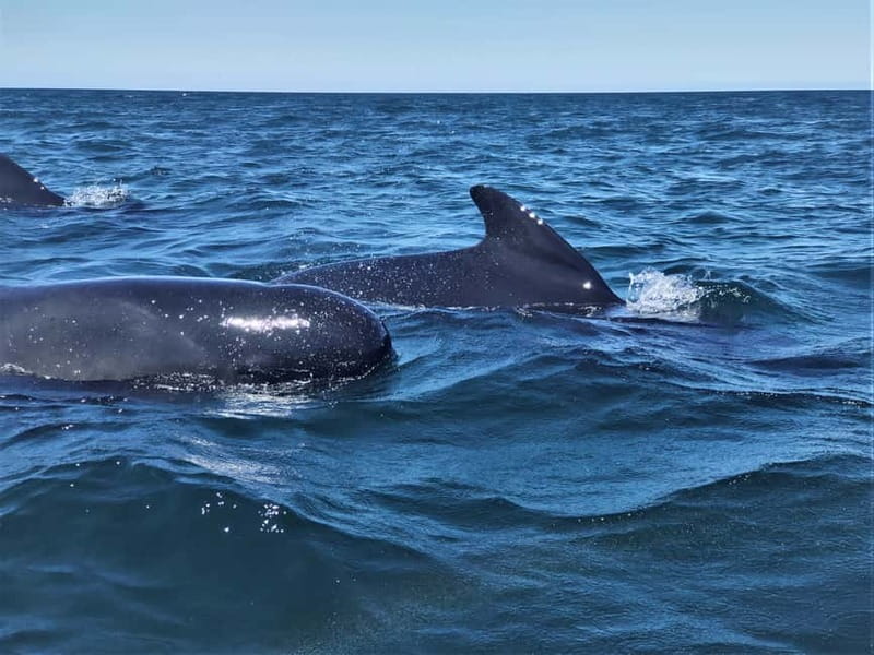 Sesimbra: Dolphin Watching Boat Tour with Biologist Guide - How long it really feels (and who will enjoy it most)