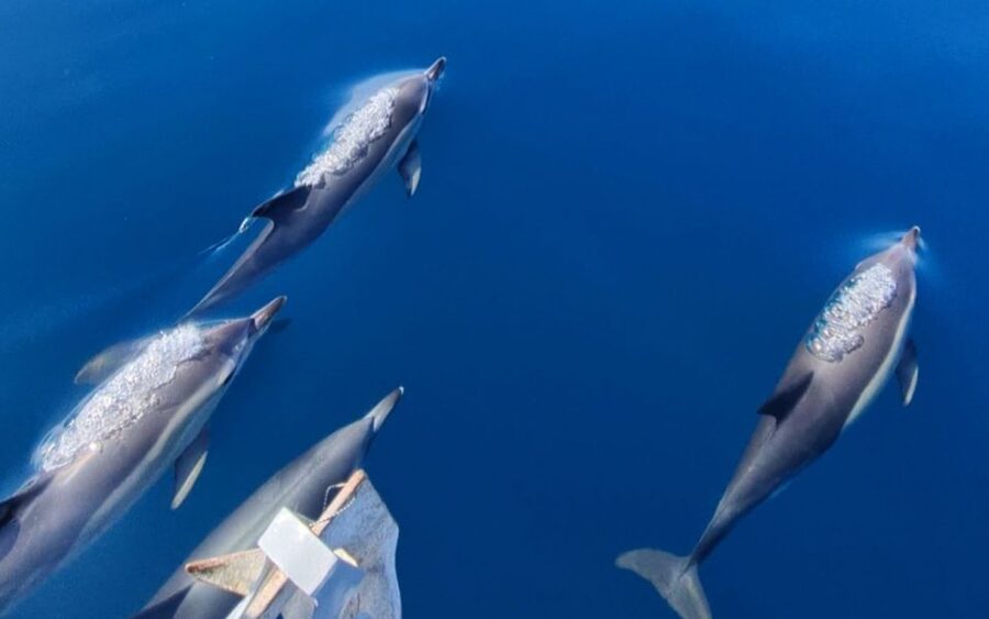 Sesimbra: Dolphin Watching with a marine biologist - Key highlights you’ll feel on the water