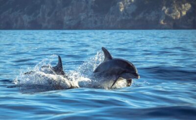 Sesimbra: Dolphin Watching with a marine biologist - How the marine biologist changes the whole experience