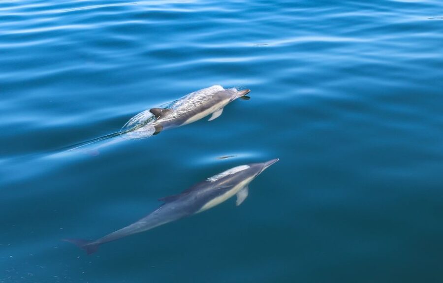 Sesimbra: Dolphin Watching with a marine biologist - Getting the best dolphin odds (without losing your mind)