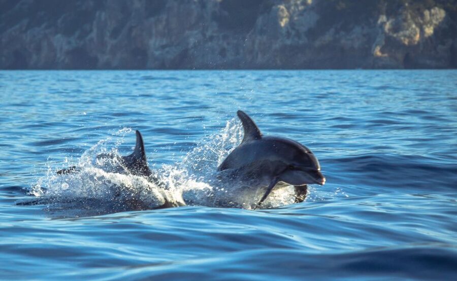 Sesimbra: Dolphin Watching with a marine biologist - How the marine biologist changes the whole experience
