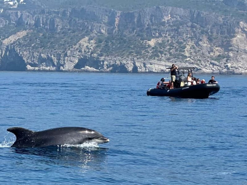 Sesimbra: Dolphin watching with marine biologist - Key highlights you’ll care about
