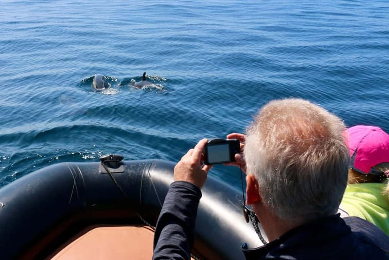 Sesimbra: Dolphin watching with marine biologist - Why Sesimbra works so well for dolphin spotting