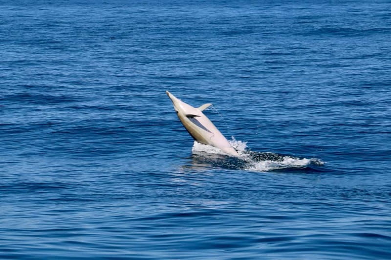 Sesimbra: Dolphin watching with marine biologist - The 3-hour cruise along Arrábida Natural Park