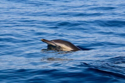 Sesimbra: Dolphin watching with marine biologist - Getting started at BATE-A-ASA: briefing, safety gear, and what to expect