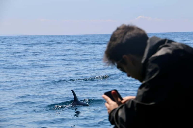 Sesimbra: Dolphin watching with marine biologist - Ribeiro do Cavalo Beach: your second chance to swim