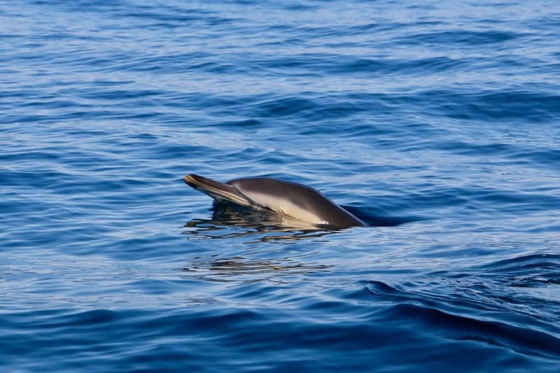 Sesimbra: Dolphin watching with marine biologist - Getting started at BATE-A-ASA: briefing, safety gear, and what to expect