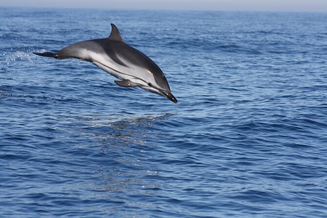 Sesimbra Observation of Dolphins with Biologist in Marine Park - Key Things I’d Focus On