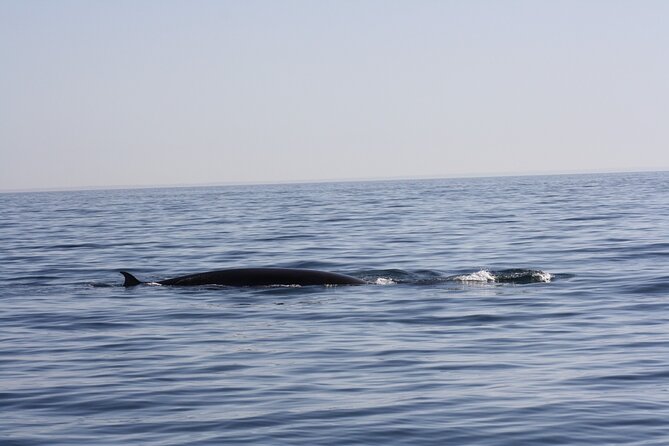 Sesimbra Observation of Dolphins with Biologist in Marine Park - Why Sesimbra Dolphin Watching Feels Worth It