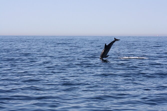 Sesimbra Observation of Dolphins with Biologist in Marine Park - What You’re Actually Looking For: Tursiops, Delphinus, and Possible Extras
