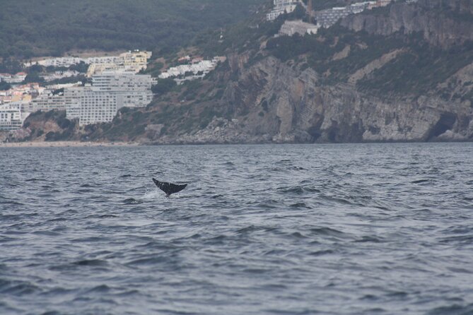 Sesimbra Observation of Dolphins with Biologist in Marine Park - The 3-Hour Rhythm: Departure, Dolphin Search, and Coastal Extras