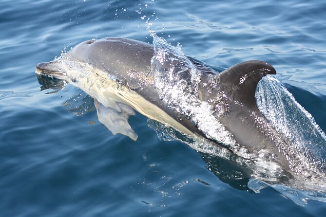 Sesimbra Observation of Dolphins with Biologist in Marine Park - Value Check: Does $60.08 Make Sense for This Kind of Trip?