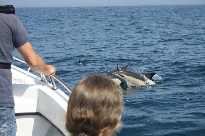 Sesimbra Observation of Dolphins with Biologist in Marine Park - Marine Park Rules You Can Feel in the Experience