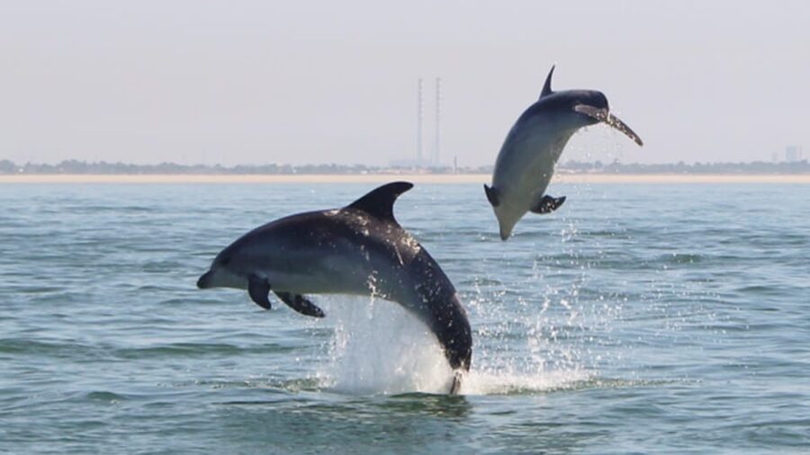 Setúbal and Tróia: Dolphin Watching and Arrábida Bays - Key things I think you’ll care about