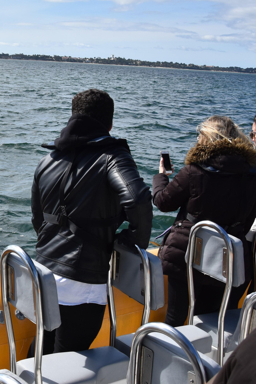 Setúbal and Tróia: Dolphin Watching and Arrábida Bays - The 30-minute dolphin rule (and why it’s not a buzzkill)