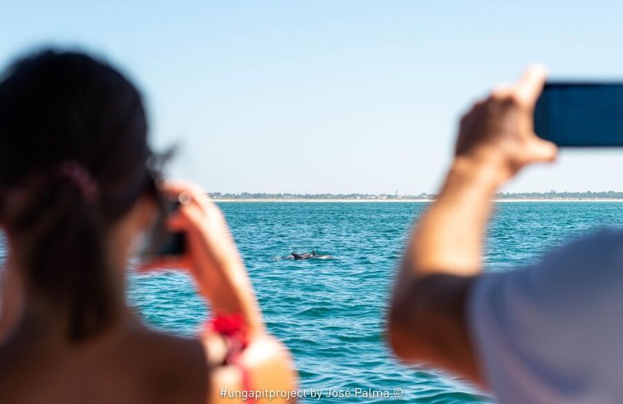Setúbal: Dolphin Watching Boat Tour - Key points worth knowing