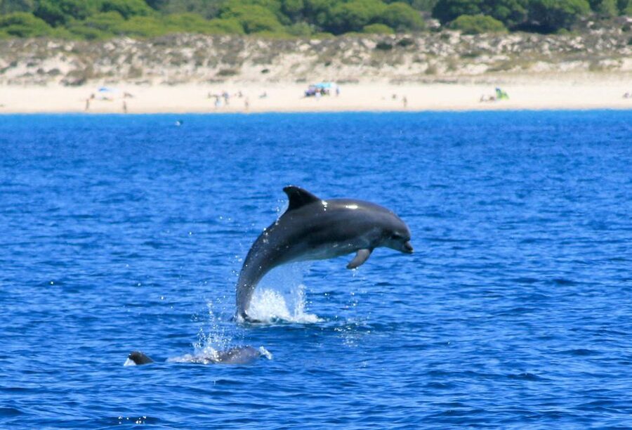 Setúbal: Dolphin Watching Boat Tour - Who Should Book This Dolphin Tour (and Who Might Want a Different Fit)