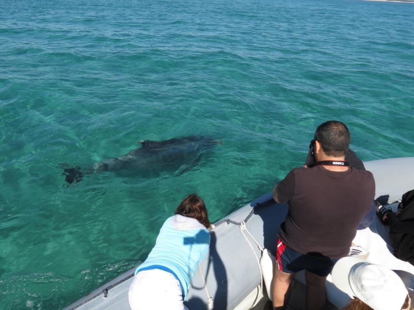 Setúbal: Dolphin Watching Boat Tour - Dolphins in the Wild: What Finding Them Feels Like