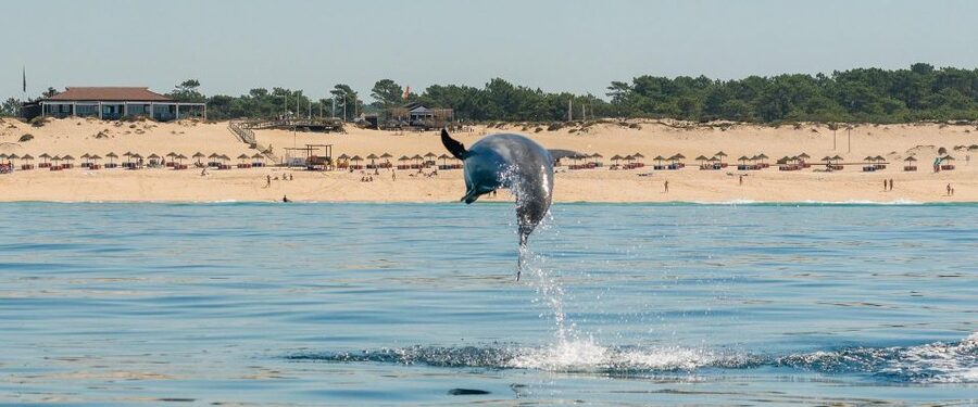 Setúbal: Dolphin Watching Boat Tour - What Else Happens Besides Dolphins (Photo Stop, Views, and Possible Swim Time)