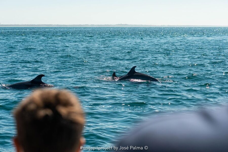 Setúbal: Dolphin Watching Boat Tour - Pricing and Value: Is $53 Worth It?