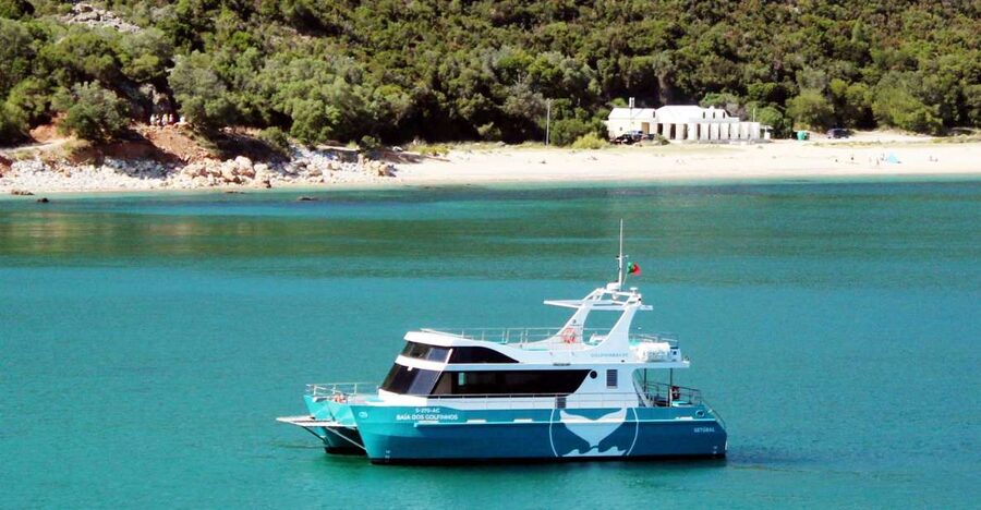 Setúbal: Dolphin Watching Tour - Moscatel, biologists, and a catamaran built for real dolphin watching