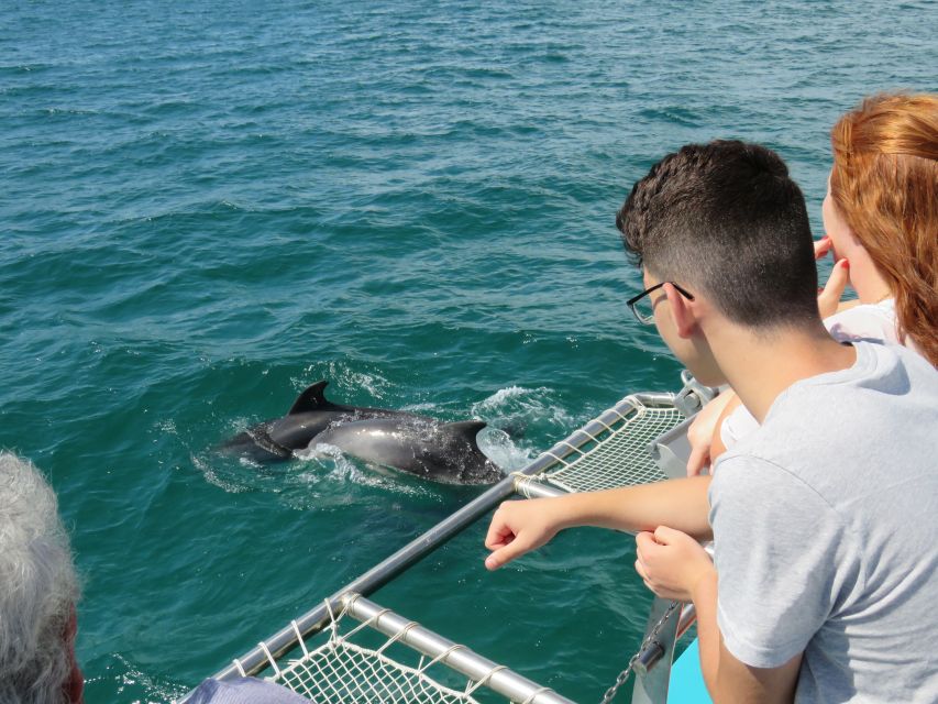 Setúbal: Dolphin Watching Tour - The swim stop: short, refreshing, and timed around the scenery