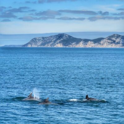 Setúbal: Dolphin Watching Tour - How the two-hour dolphin search actually plays out