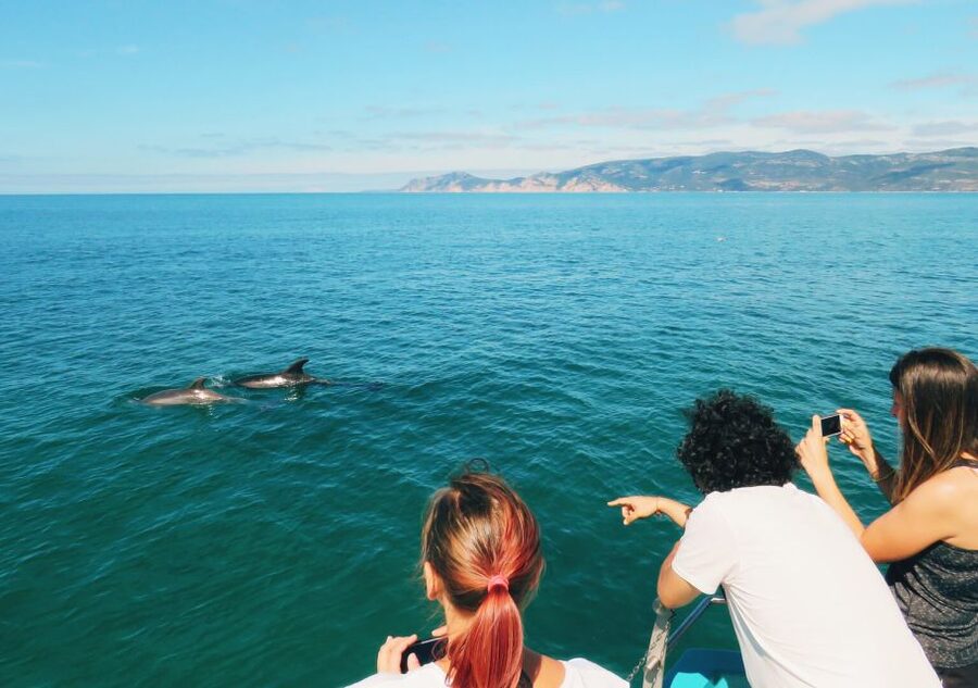 Setúbal: Dolphin Watching Tour - Price and value: what $53 gets you in 2 hours
