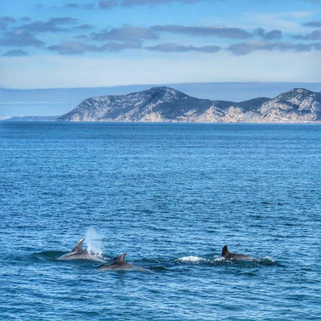 Setúbal: Dolphin Watching Tour - How the two-hour dolphin search actually plays out