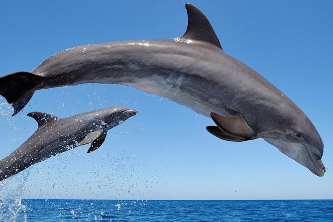 Setúbal Private Tour - Including Dolphin Watching - Who this Setúbal dolphin day suits best