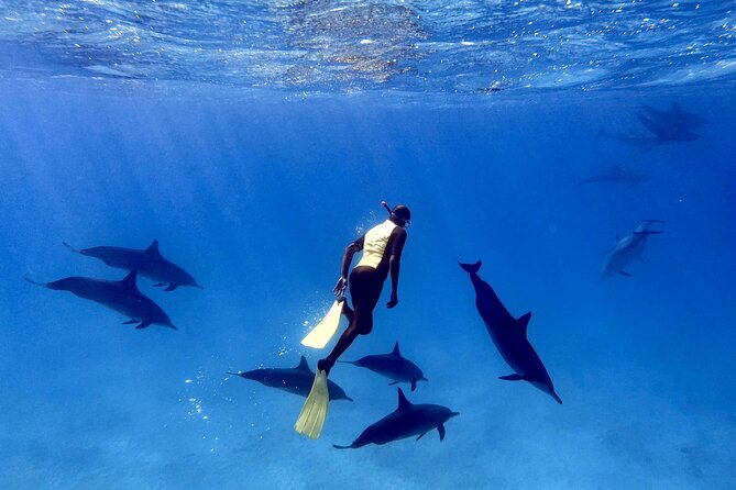 Sha'ab Samadai Reef - Dolphin House Snorkeling Tour at Marsa Alam - Shaab Samadai Reef, also called Dolphinhouse: the big draw