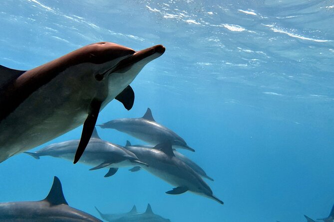 Sha'ab Samadai Reef - Dolphin House Snorkeling Tour at Marsa Alam - Boat to reef: what the transfer is really for